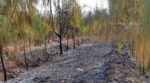 Hundreds of sandalwood trees were burnt to ashes due to accidental fire