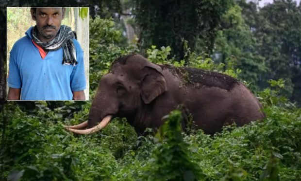 Elephant: ಕಾಡಾನೆ ದಾಳಿಗೆ ಕನಕಪುರದಲ್ಲಿ ಮತ್ತೋರ್ವ ಬಲಿ… ಕಾಡಿನಲ್ಲಿ ದಾರಿ ತಪ್ಪಿ ಅನಾಹುತ