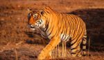 Tiger Attack; ಕೊಡಗಿನ ಹೋದವಾಟದಲ್ಲಿ ಹುಲಿ ದಾಳಿ: 2 ಹಸು ಸಾವು: ಆತಂಕ