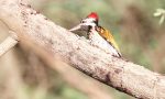 Wood pecker Bird: ಹೊಂಬೆನ್ನಿನ ಹಕ್ಕಿಯ  ಜೊತೆ ತಂಪಾದ ಸಂಜೆ