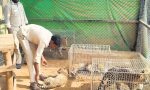 Bannerghatta Biological Park: ಚಿರತೆ ಮರಿಗಳಿಗೆ ಉದ್ಯಾನವನದ ಸಿಬ್ಬಂದಿ ಆಸರೆ