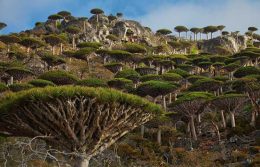 Socotra Island: ಅನ್ಯಗ್ರಹದಂತೆ ಇರುವ ಸೊಕೊಟ್ರಾ ದ್ವೀಪ !