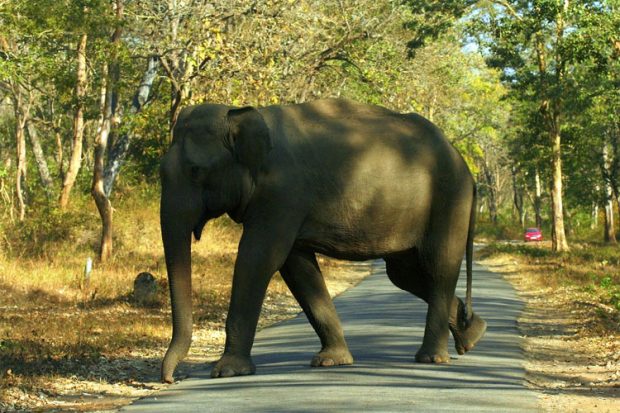 Wild Elephant ದಾಳಿ ಸಮಸ್ಯೆ: ವೈಜ್ಞಾನಿಕ ಪರಿಹಾರ ಅಗತ್ಯ