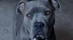 Pitbull Terrier, Rottweiler ಸೇರಿ 23 ತಳಿಯ ನಾಯಿಗಳ ಸಾಕಣೆ ನಿಷೇಧಿಸಿದ ಕೇಂದ್ರ