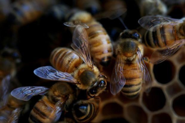 Honeybee Attack: ಹೆಜ್ಜೇನು ದಾಳಿ: ಓರ್ವ ಮೃತ್ಯು, ಏಳು ಮಂದಿಗೆ ಗಾಯ