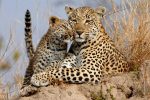 Leopard: ದೇಶದಲ್ಲಿ ಚಿರತೆಗಳ ಸಂತತಿ ವಾರ್ಷಿಕ ಶೇ.1.08ರಷ್ಟು ಏರಿಕೆ