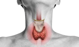 6-thyroid