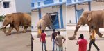 Video: ಹಸಿವು ತಡೆಯಲಾರದೆ ಆಹಾರ ನಿಗಮದ ಗೋದಾಮಿಗೆ ದಾಳಿ ಮಾಡಿದ ಕಾಡಾನೆ…