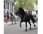 military horses on the loose