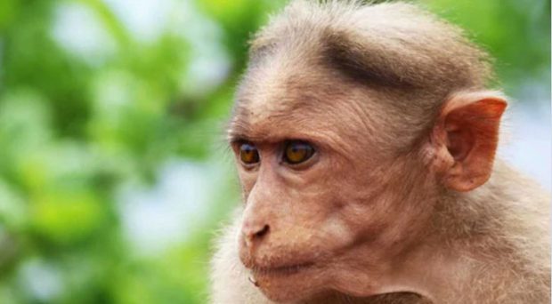 30 monkeys body dead in water tank in Telangana’s Nalgonda district