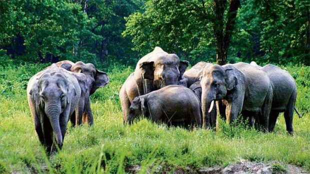 Elephant Census; ಮೊದಲ ಬಾರಿಗೆ ದಕ್ಷಿಣದ ರಾಜ್ಯಗಳ ಗಡಿ ಪ್ರದೇಶಗಳಲ್ಲಿ ಆನೆ ಗಣತಿ
